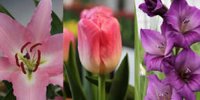 Flower bulb company VWS launches webshop