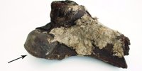 Researchers stumbled upon a box of human bones that had been missing for 100 years. They may come from Viking-age royalty.