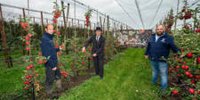 The newest apple in the Netherlands, the Bonita, is for sale in Leerbroek