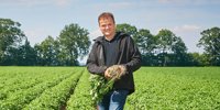 New potato variety: Isa will be the new Hansa - Farm
