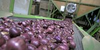 Van Meir onion pool A: €16.85 (fine) and €16.66 (coarse) - Food & Agribusiness