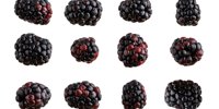 Love boysenberries and their jams? Thank Walter and Cordelia Knott