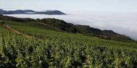 Gallo Swoops for Napa's Pahlmeyer | Wine-Searcher News & Features