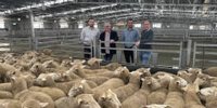 Hardwicks, KGF join forces