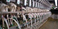 Turnover growth Ausnutria Despite difficult market China -