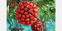 "Hala Fruit is our true new eye-catcher"