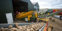 Aviko Potato: € 362 per ton for polar potato fries - Farm