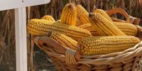 Fee for Pioneer® Corn Hybrids