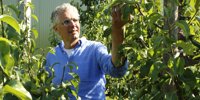 The tastiest apples are for the Food Bank -
