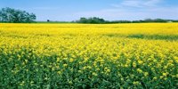 Global Oilseed Farming Market Set to Flourish: Rising Demand for Plant-Based Oils Drives Industry Growth 2025 | Top key players - Bunge Limited, Bayer AG, Corteva Inc.