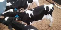 Grow great calves with pre-weaning nutrition