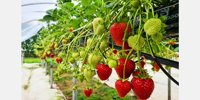 Berryworld launches four new red fruit varieties