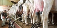 Turnover and profit Ausnutria fall due to Chinese market
