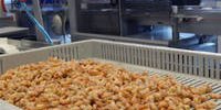 Cornelis Vrolijk takes over Kegge Garnalenhandel - Jutter | Hofgeest