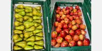 New supply of apples and pears for the Royal ZON clock