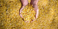 They've got the winners: they became the best corn-growers of the year 2024