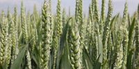 Search for added value sustainably grown Dutch baking wheat | Akkerwijzer.nl - News and knowledge for arable farmers