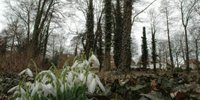 Kronospan donates trees for Schönfelder Schlosspark