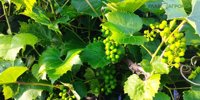 Koppert and Amoéba bring a fungicide from amoeba to the European market