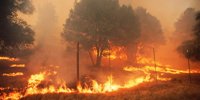 Hitachi Energy’s new AI solution analyzes trees to prevent wildfires