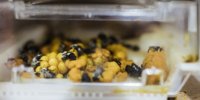 Koppert Canada opens its first Canadian production facility | The Grower