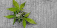Biden pledges federal funds for cannabis expungement (Newsletter: July 30, 2020) | Marijuana Moment