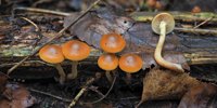 Watch out for these (deadly) mushrooms in the fall