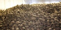 Aviko revises contract price for 2022 harvest - Farm
