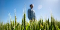 360º wheat: an integral proposal to maximize the performance in the lots