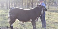 Speckle Park/Limousin wins Beef Extravaganza carcase competition