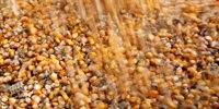 Even the seeds are stolen |