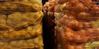 Last pool Van Meir onions €13,69 | Akkerwijzer.nl - News and knowledge for arable farmers