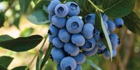 BerryWorld Expands Skip2bfit Partnership | Blueberries Consulting