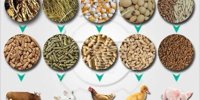 Livestock Feed Packaging Market to Witness Stunning Growth | Major Giants Amcor, Mondi Group, Berry Global, Sonoco Products