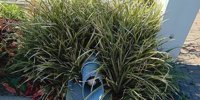 Seducing new residents with a nature -inclusive garden Urban building & architecture