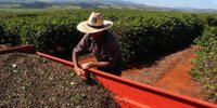 A human rights law for companies? Ahold is in favor of | Fidelity