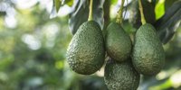 California readies for robust avocado crop
