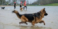 A fantastic New Year's dive for four-legged friends