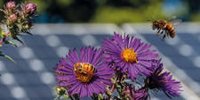 Renantis launches third agrivoltaic project in Italy