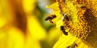 Video Spotlight: Why Bumblebees Are Better Pollinators Than Honeybees