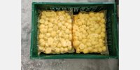 Lan Handling automates potato packing lines