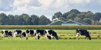 Ausnutria sells more, but earns less - Milk News