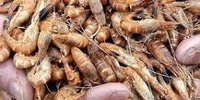 Fishing company Cornelis Vrolijk from IJmuiden is further expanding its shrimp stock