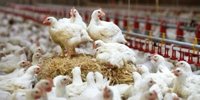 50% of fresh chicken from Colruyt and OKay stores complies with BCC criteria