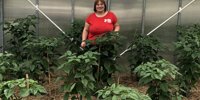 In addition to chili, he found his strengths - he supplies 100 families with seedlings in Buzásné Kata Nyúl
