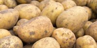 Average pool price Aviko is 218 euros per ton - Potato News