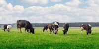 McDonald's and FrieslandCampina: Leading the way in sustainable dairy