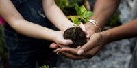 Aldermen open More Trees Now season