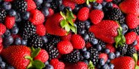 A participant of Talenta from Kyiv region opened production of frozen berry products - infoindustry
