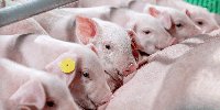 A combination approach to organic acids supplementation can benefit sows and piglets | The Pig Site